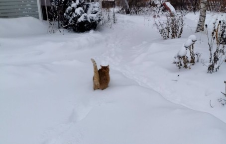 Как выбрать идеальную снеговую лопату: советы от опытного соседа