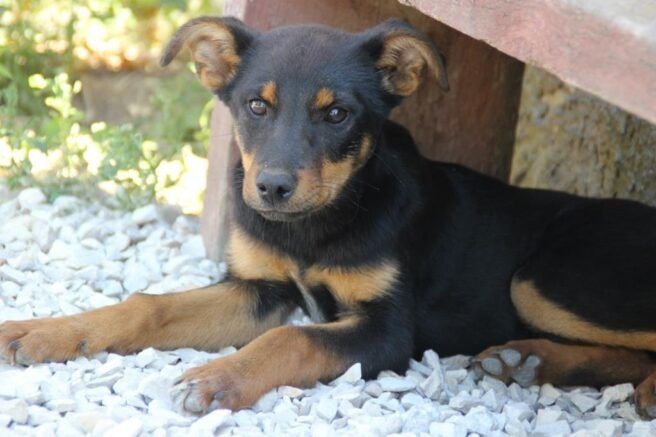 ���������� ������ �������������: ��� �� ����������� ��������� � ���������� ���������