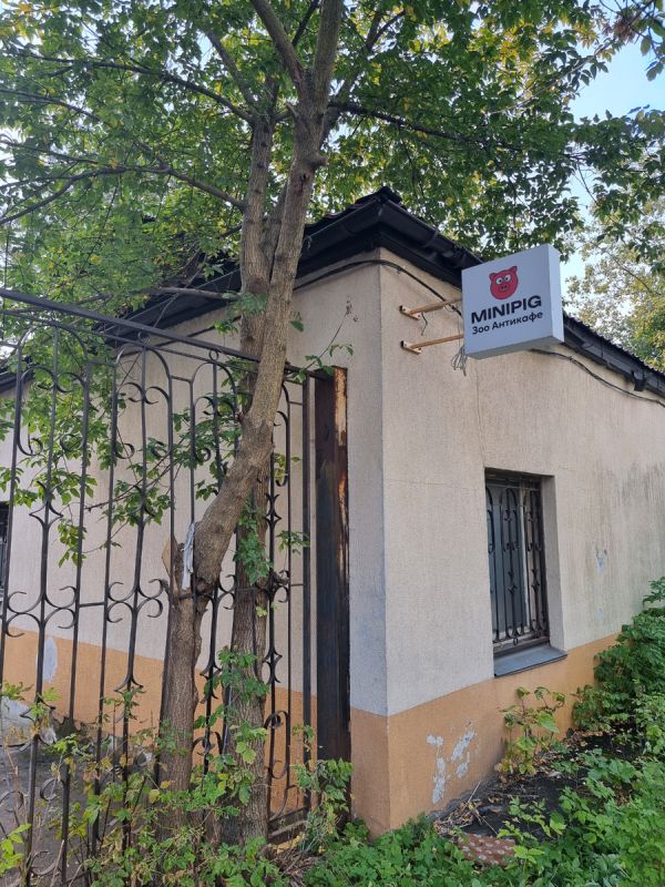 ����������� � ��� ���������: ������ ������� Minipig ������ ����� ������� ������