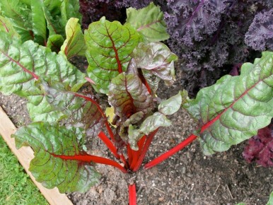 ��� ������� ���� ������ ��� �������� ������