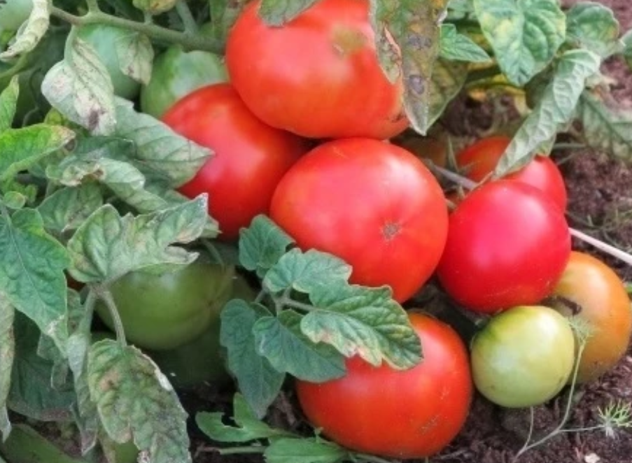 Томаты для урожая без фитофторы: лучшие сорта на ваш огород