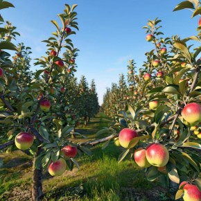 Как выбрать идеальный саженец яблони или груши для успешного сада