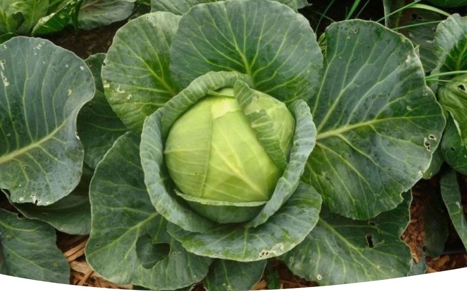 ��� ��������� ������� �������: ������� �� ������� �� ����� ������