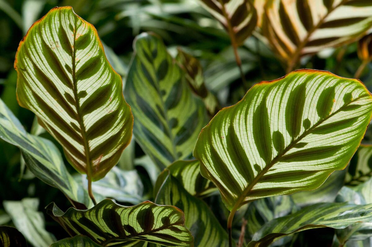 Неудачники комнатного цветоводства: 6 растений, способных огорчить