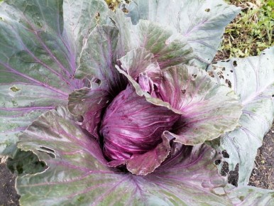 ������� ������� �������: ��� ������� ��� ������ �������