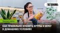Секреты хранения круп и муки: как сохранить свежесть и вкус