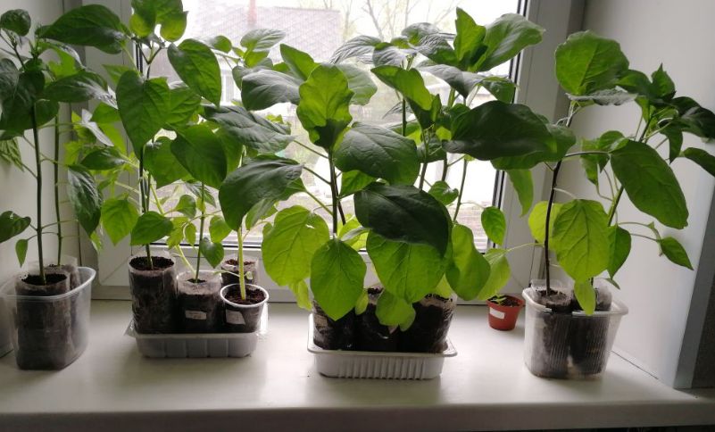 �������� ��� �������: ��� ������� � ��� �� ���������