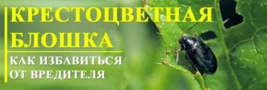 Крестоцветная блошка: как защитить урожай от коварного врага?