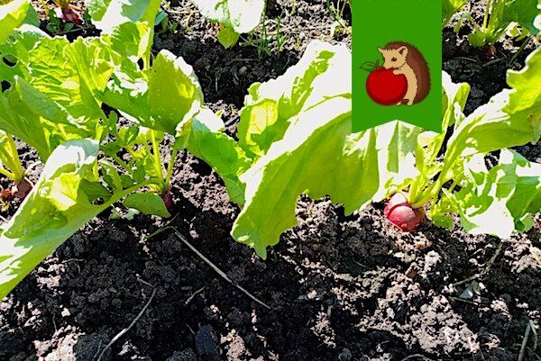 5 важных рекомендаций по уходу за редисом: как избежать мелких и невкусных корнеплодов