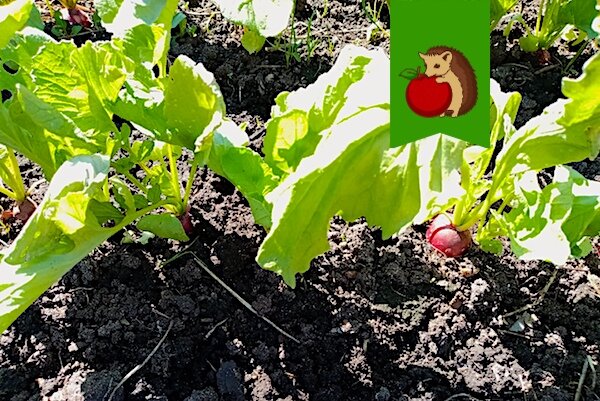 5 важных рекомендаций по уходу за редисом: как избежать мелких и невкусных корнеплодов