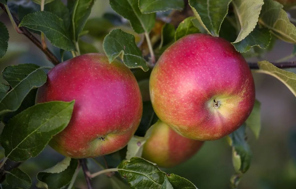 ������� ��������� ����: ��� �������� ����������� � ������� �������� ��������