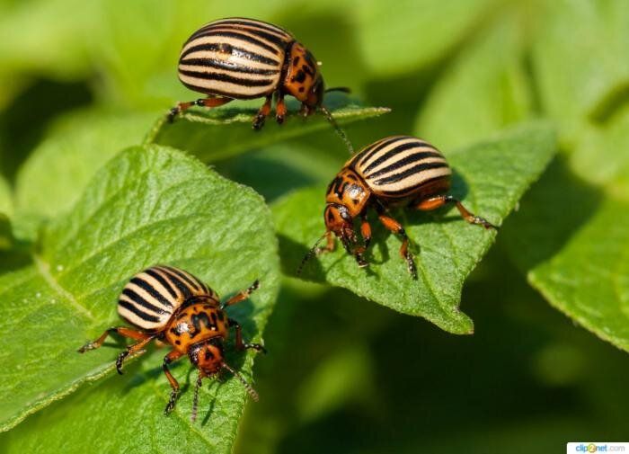 ��������� ��������� �������� ��������� ��������� ������