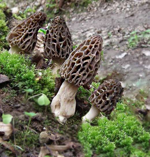 Сморчки в главной роли: как сделать удивительные котлеты