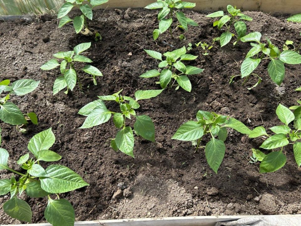 ��� ������������ ������ ����� ������ ����������