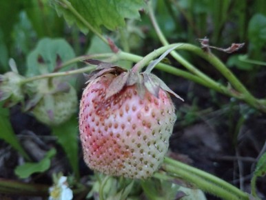 ��� ���������� � �������� �������� �� ������