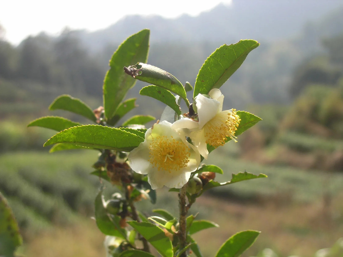 Чай: правда и мифы, которые стоит знать каждому