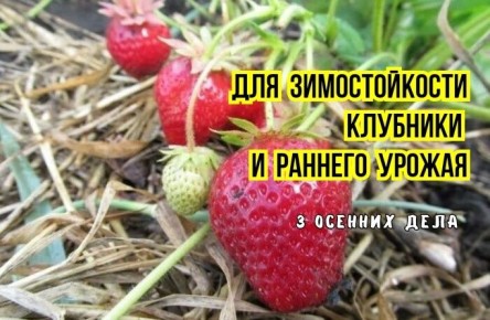 Клубника осенью: три важных шага для успешной зимовки и раннего урожая