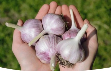 Чеснок осенью: что делать, если он пророс