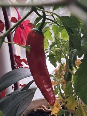 ��� ������� ����������� ������ �� �����������: ������ ������ � ���������