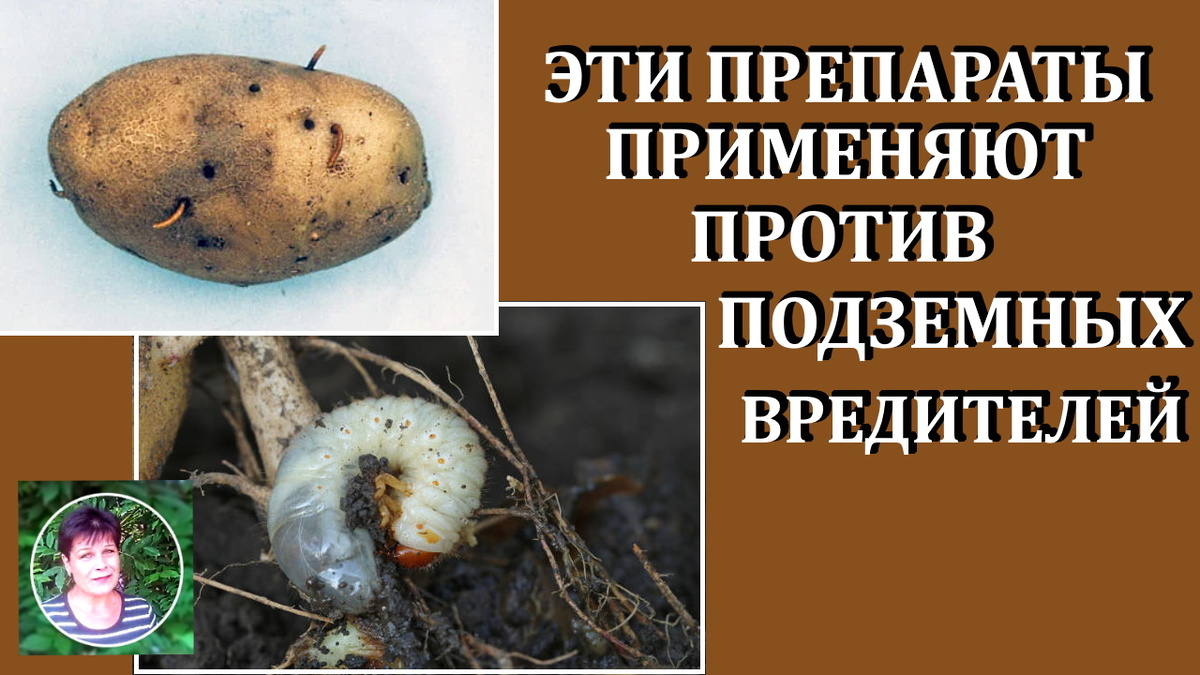 Как эффективно бороться с подземными вредителями: препараты и советы