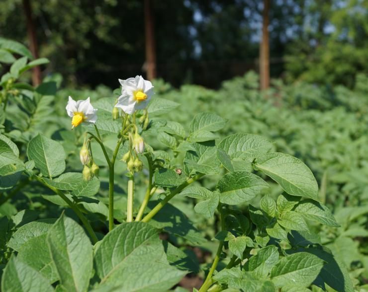 ����� ���������: ����� �� �� ��������?