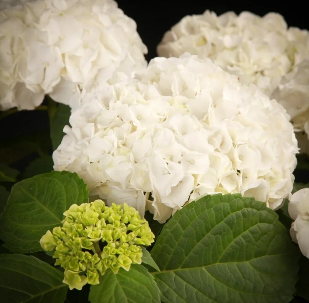 Как правильно обрезать крупнолистную гортензию: секреты ухода за цветущими кустарниками