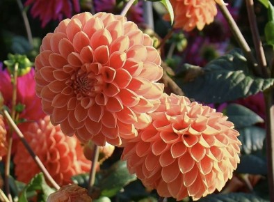 Секреты ухода за георгинами: как добиться безупречного цветения