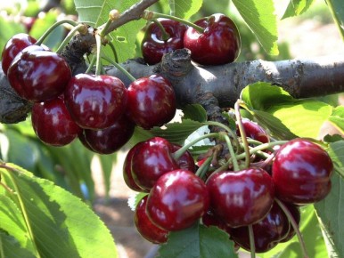 ��� ������� ��������� ������� �� ��������: ������ � ������������