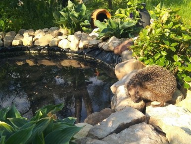 Создайте идеальное озеро в своем саду за пять простых шагов