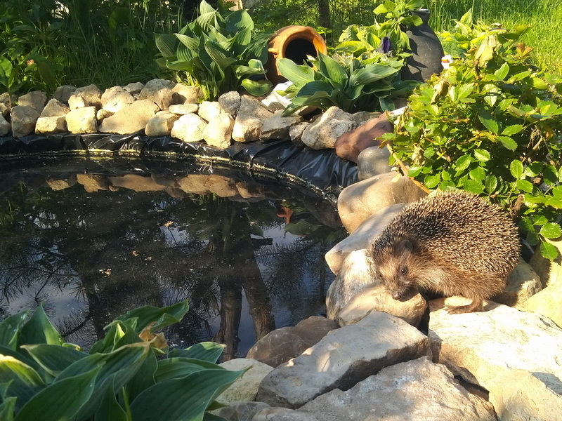 Создайте идеальное озеро в своем саду за пять простых шагов