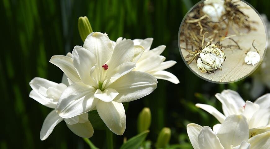 Лилии: тонкости осеннего размножения делением гнезда