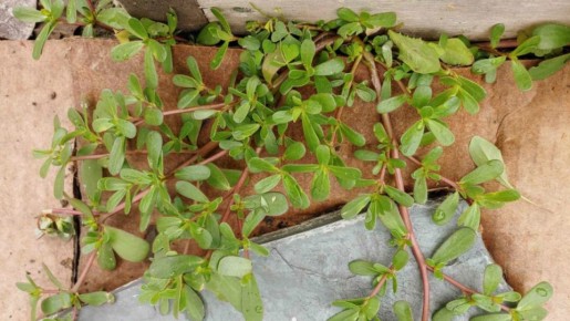 ������� ��������� ��������: 5 ����������� �������