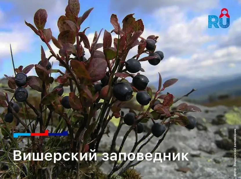 Вишерский заповедник. Сегодня одному из самых больших в Европейской части России заповедников исполняется 35 лет Вишерский заповедник. Сегодня одному из самых больших в Европейской части России заповедников исполняется 35 лет