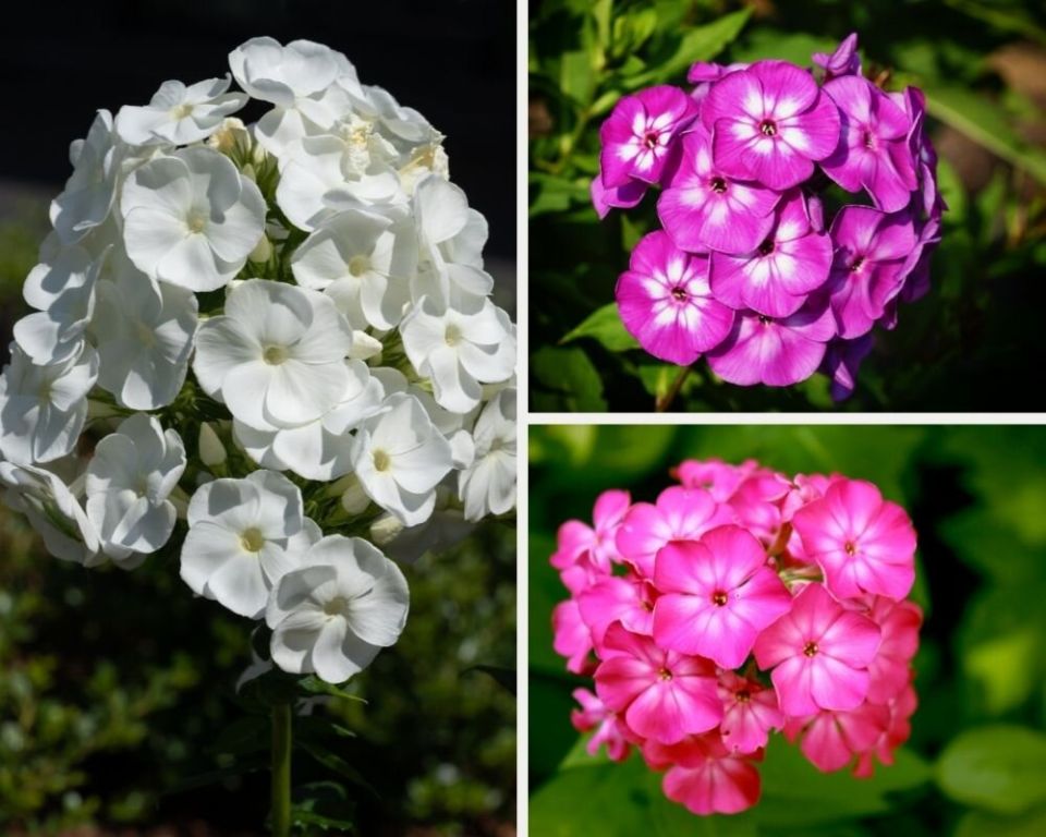 ��� ��������� ������ ��������� � ��������� ��� ����