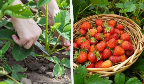 ������ ������� �������� ����� ���� � ����� ������: ������� ������� ���������