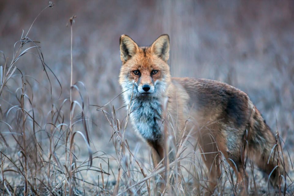 ������� ���� �������: ����� ����������� �� ����� �������!