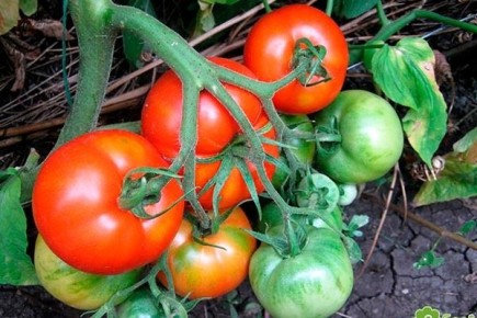 ����� �����: ��� ��������� ���� ���������� ���� � ������������ ��������