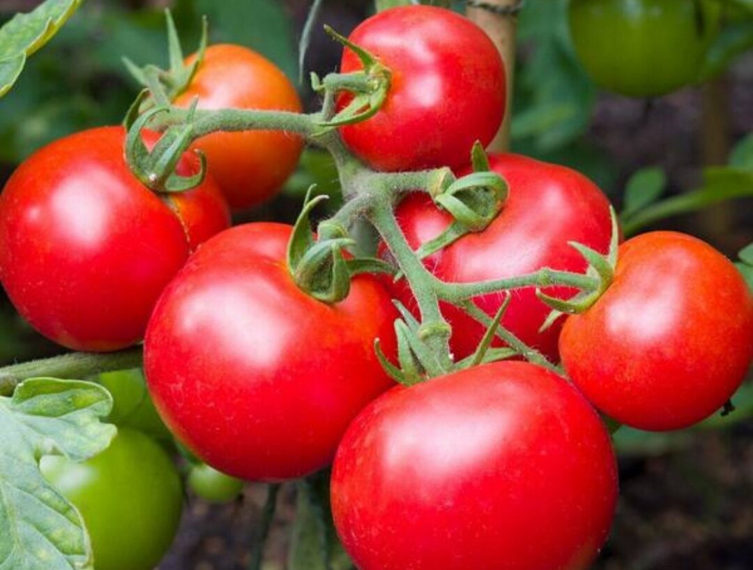 Ультраранний томат Камея: идеальный выбор для раннего урожая