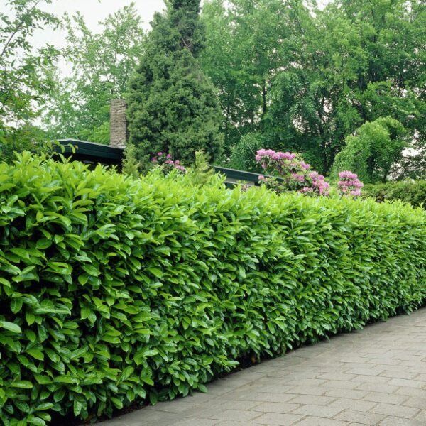 ��� ������� ����� ��������: ������� ������ � ������� ��������