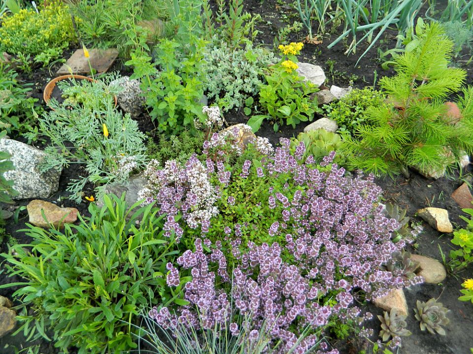 Тимьян: красота и польза одной удивительной травы