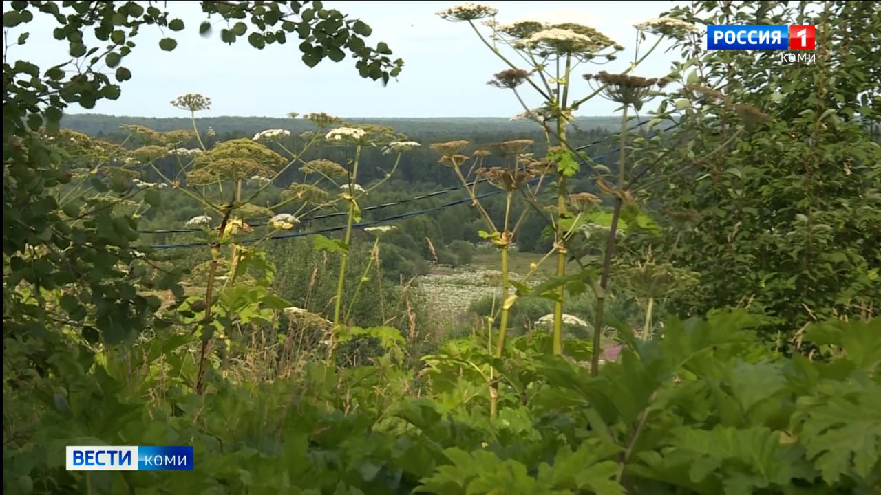 В Минсельхозе Коми напомнили о новых штрафах за борщевик: владельцы земельных участков обязаны уничтожать и не допускать его распространения