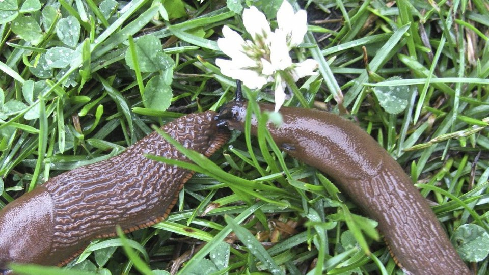 Эффективные способы борьбы со слизнями: простые и результативные решения