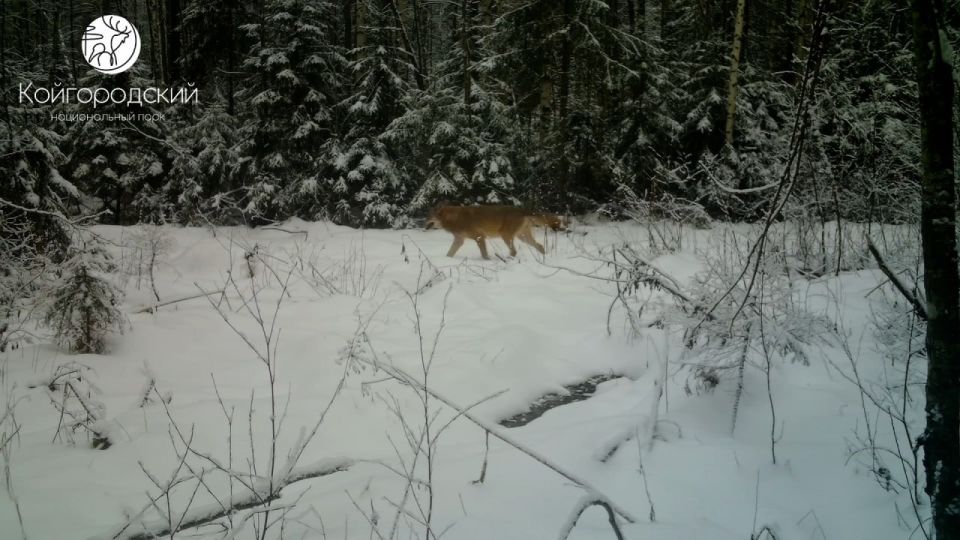 Фотоловушка нацпарка «Койгородский» поймала лося и стаю волков