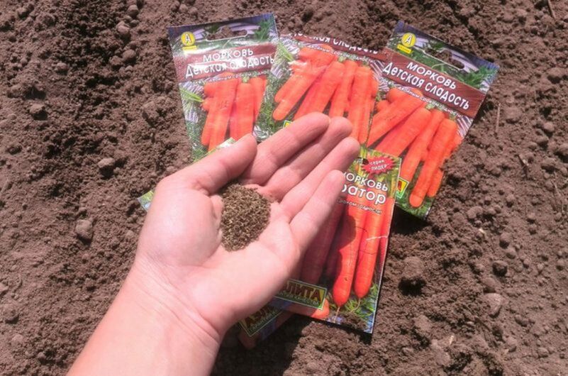 Как правильно подготовить почву для моркови: секреты успешного урожая