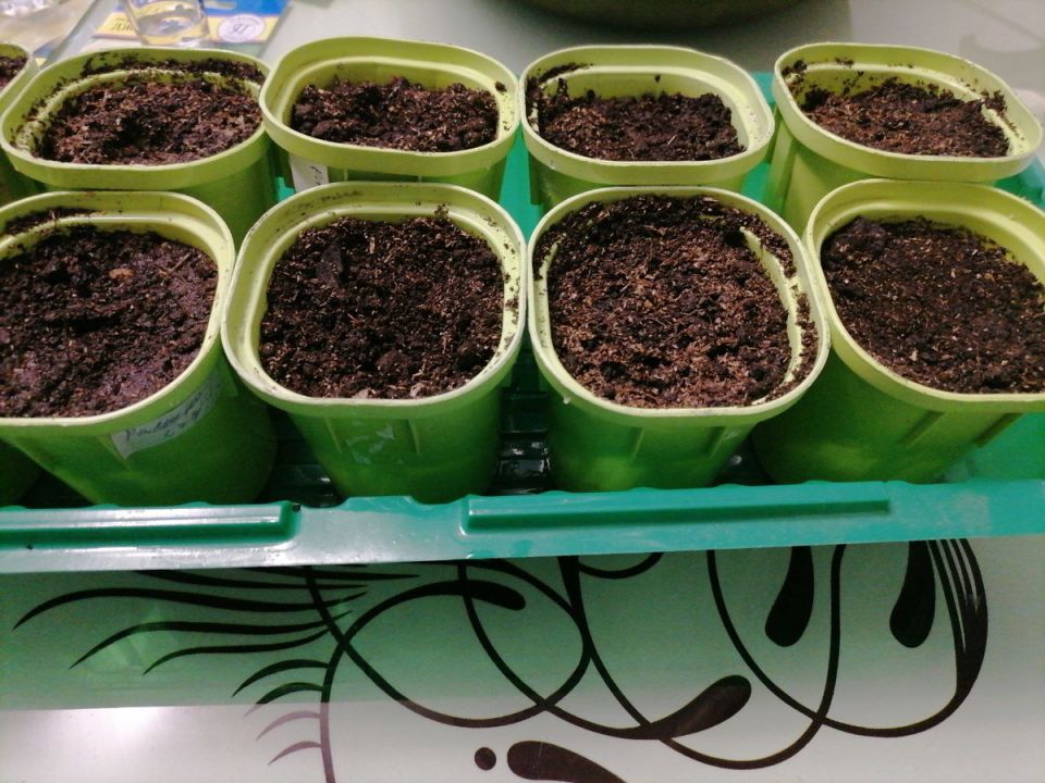 ������� ��������� ������ ������� ������: �� ������ ����� �� ���������� �������