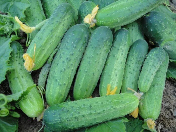 ������ ������� F1�: ��������� ����� ��� ������ �������