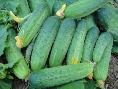 ������ ������� F1�: ��������� ����� ��� ������ �������