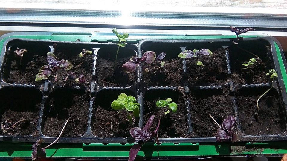 ��� ��������� ������� � �������� �������� ��� ������: ��� ����������� ������