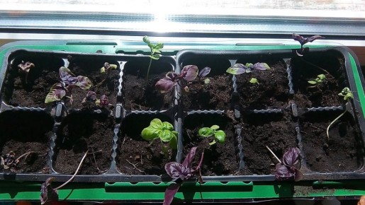 ��� ��������� ������� � �������� �������� ��� ������: ��� ����������� ������