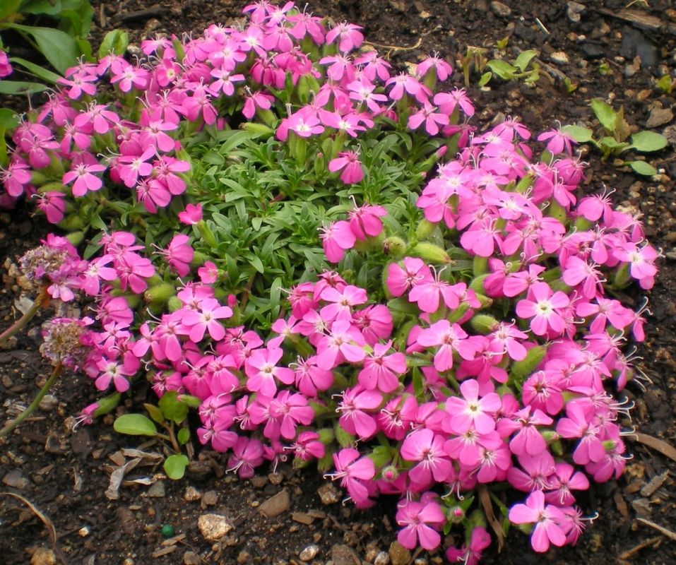 Смолевка: невидимый защитник вашего сада и надежный помощник в борьбе с вредителями